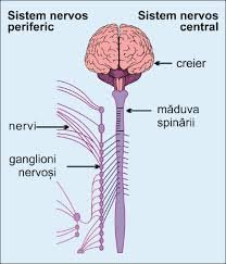Sistemul nervos central (SNC)