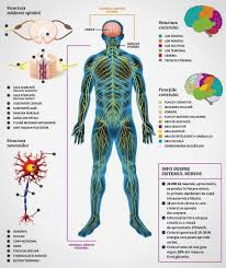Sistemul nervos central (SNC)