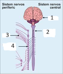 SNC părțile componente