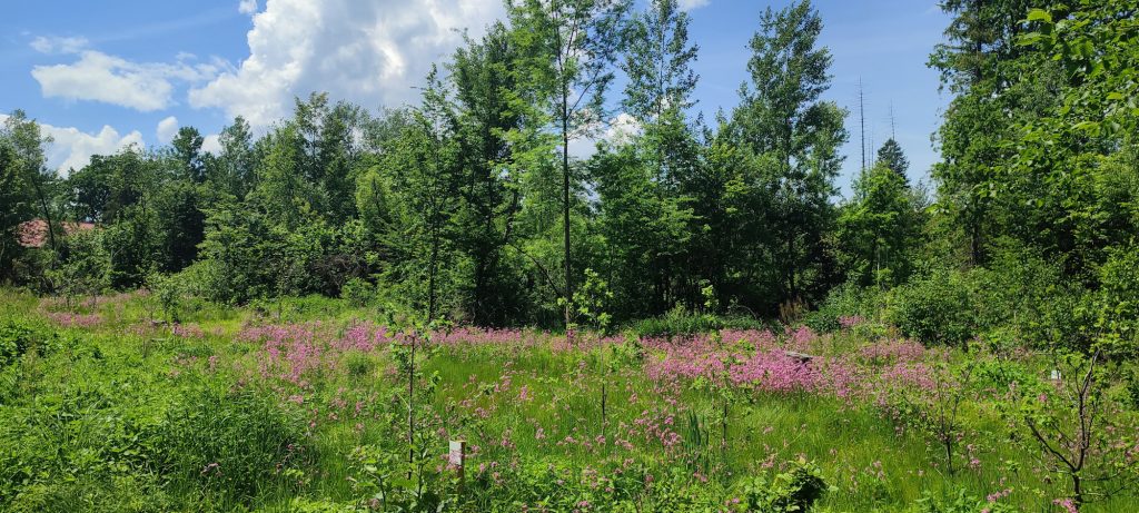 parcul vanatori neamt