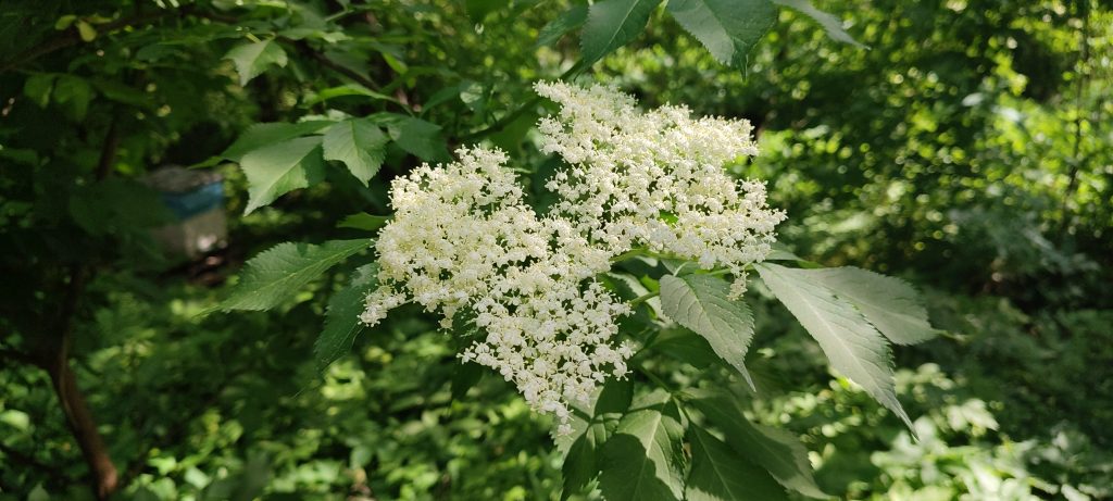 floare de soc