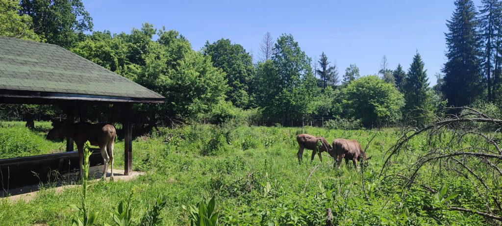 elanii din parcul natural vanatori neamt
